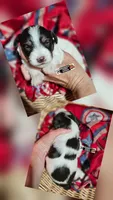 Molly, a female Miniature Schnauzer for sale in Lebanon, MO – 1 of 3