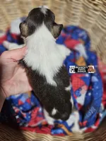 Timber, a male Miniature Schnauzer for sale in Lebanon, MO – 3 of 4