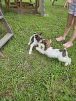 Toffee , a female Miniature Schnauzer for sale in Lebanon, MO – 2 of 5