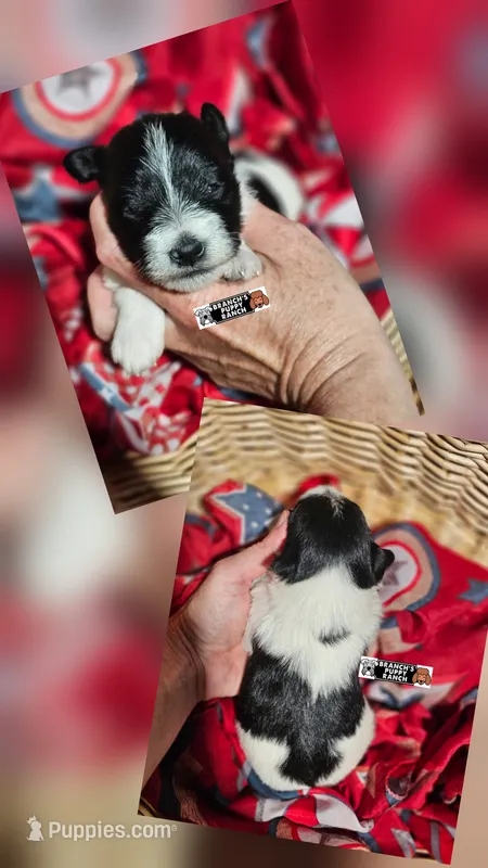 Bella – Miniature Schnauzer puppy for sale in Lebanon, MO