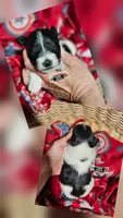 Bella, a female Miniature Schnauzer for sale in Lebanon, MO – 1 of 4