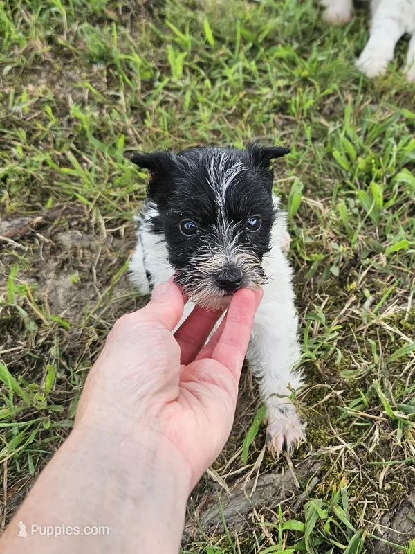 Bella – Miniature Schnauzer puppy for sale in Lebanon, MO