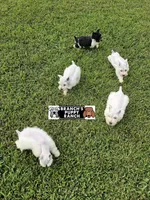 Nova, a female Miniature Schnauzer for sale in Lebanon, MO – 2 of 4