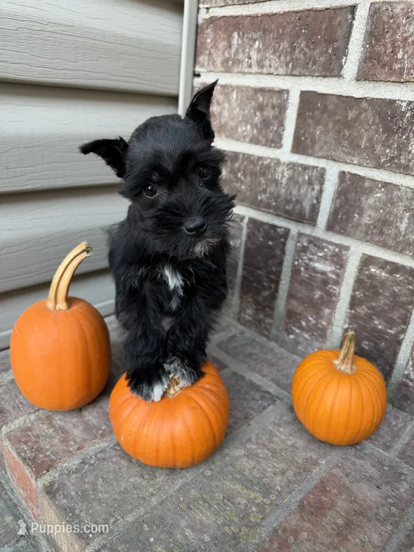 Lottie – Miniature Schnauzer puppy for sale in Lebanon, MO