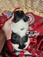 Bella, a female Miniature Schnauzer for sale in Lebanon, MO – 3 of 4