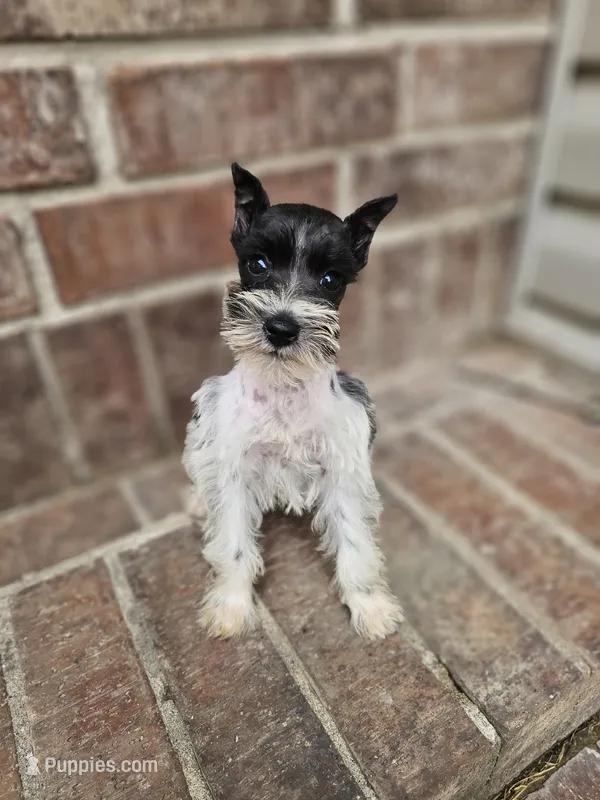 Bella – Miniature Schnauzer puppy for sale in Lebanon, MO