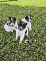 Bella, a female Miniature Schnauzer for sale in Lebanon, MO – 4 of 8