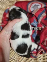 Molly, a female Miniature Schnauzer for sale in Lebanon, MO – 3 of 3
