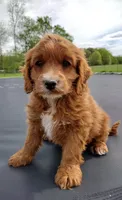 Copper, a male Cockapoo for sale in Ovid, MI – 2 of 5