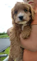 Copper, a male Cocker Spaniel and Poodle - Miniature  for sale in Ovid, MI – 4 of 5