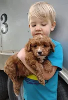 Copper, a male Cockapoo for sale in Ovid, MI – 3 of 5