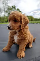 Copper, a male Cocker Spaniel and Poodle - Miniature  for sale in Ovid, MI – 5 of 5
