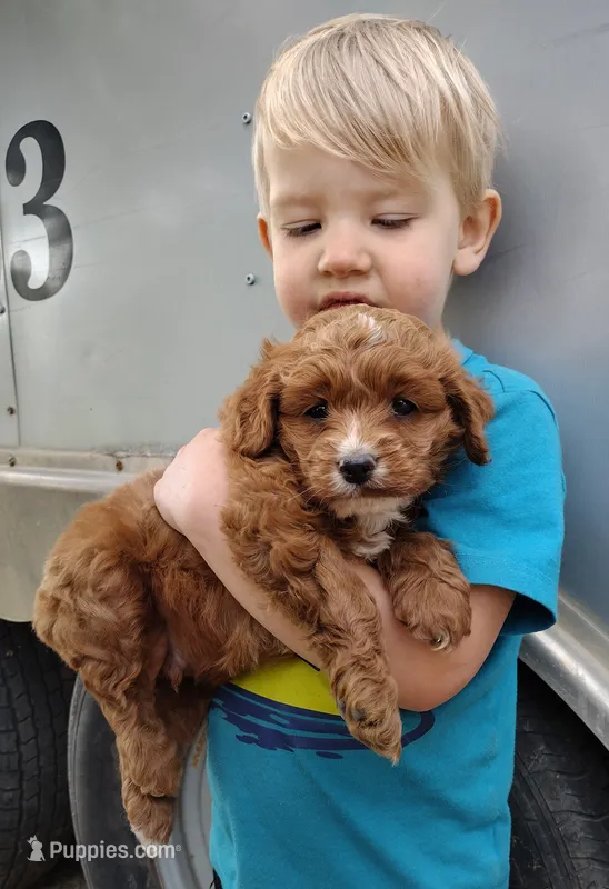 Copper – Cocker Spaniel, Poodle - Miniature  puppy for sale in Ovid, MI