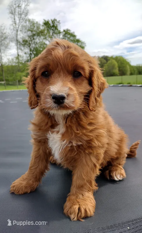 Copper – Cocker Spaniel, Poodle - Miniature  puppy for sale in Ovid, MI