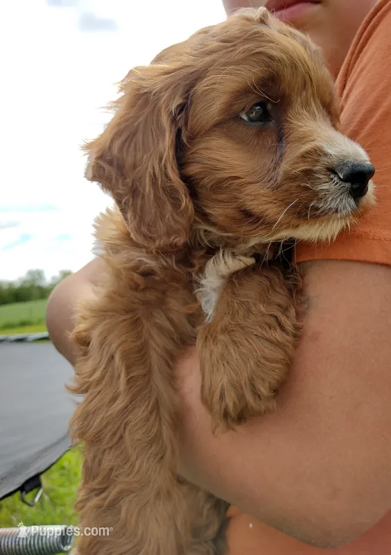Copper – Cocker Spaniel, Poodle - Miniature  puppy for sale in Ovid, MI