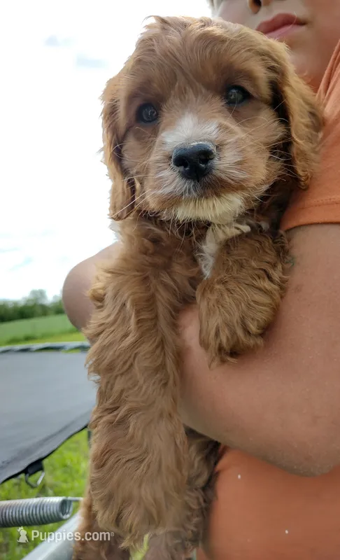 Copper – Cockapoo puppy for sale in Ovid, MI