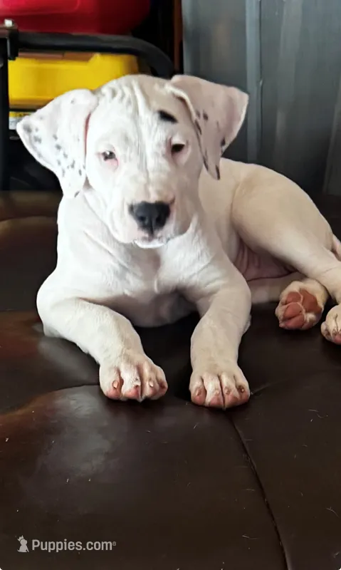 Pink – Dogo Argentino puppy for sale in Wylie, TX