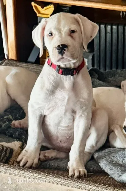 Red – Dogo Argentino puppy for sale in Wylie, TX