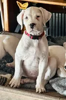Red, a female Dogo Argentino for sale in Wylie, TX – 1 of 3