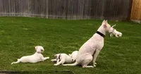 Pink, a female Dogo Argentino for sale in Wylie, TX – 2 of 3