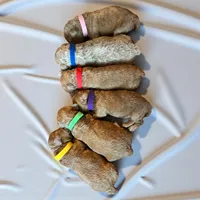 Dixie’s girl, a female Poodle - Toy  for sale in Weatherford, TX – Photo 2 of 4