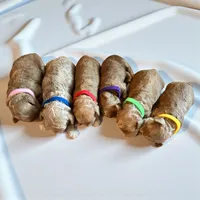 Dixie’s girl, a female Poodle - Toy  for sale in Weatherford, TX – Photo 4 of 4