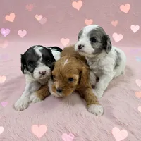 processed/f212adc9-b480-4672-87c1-cf92f45db6bd/listing/d8d15669-c2c2-4d10-9f5f-385643bc2057/0ba5f7a1-56d4-4589-b00d-5edcc6f23eac