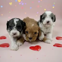 processed/f212adc9-b480-4672-87c1-cf92f45db6bd/listing/d8d15669-c2c2-4d10-9f5f-385643bc2057/8b1a6edc-0a5b-4f28-ad15-64cbb3d858c3