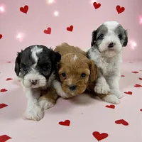 processed/f212adc9-b480-4672-87c1-cf92f45db6bd/listing/d8d15669-c2c2-4d10-9f5f-385643bc2057/a5207458-1795-4d43-b88b-8827d8f26408