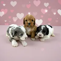 processed/f212adc9-b480-4672-87c1-cf92f45db6bd/listing/d8d15669-c2c2-4d10-9f5f-385643bc2057/ba464d3e-dead-44dd-9c31-ea4270ef687e