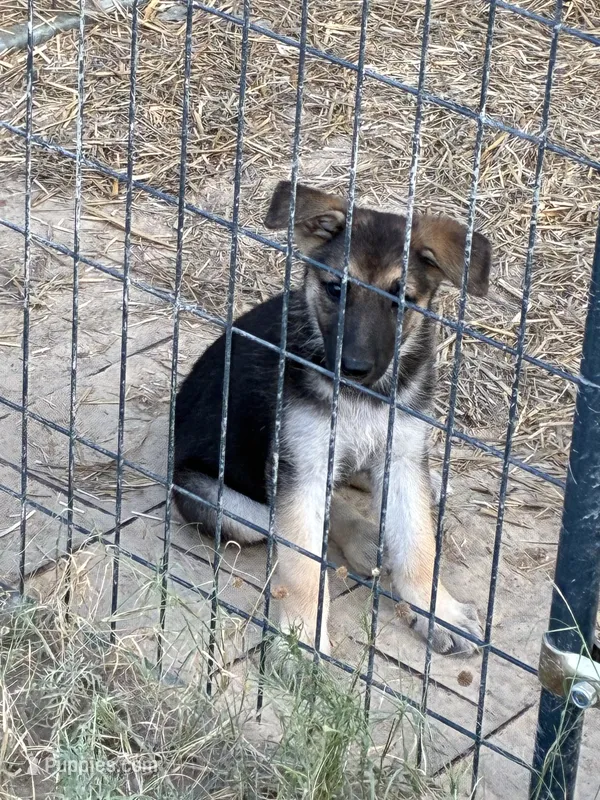 AKC Female – German Shepherd Dog puppy for sale in Checotah, OK
