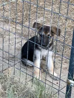 AKC Female, a female German Shepherd Dog for sale in Checotah, OK – 2 of 10
