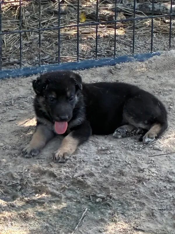 Female – German Shepherd Dog puppy for sale in Checotah, OK