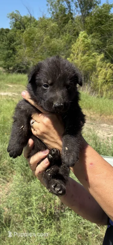 Male – German Shepherd Dog puppy on hold in Checotah, OK
