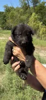 AKC Male, a male German Shepherd Dog for sale in Checotah, OK – 1 of 4