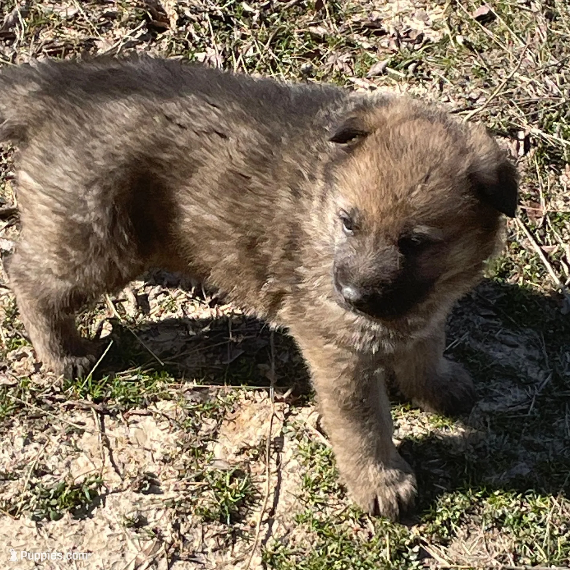 Sable Male, a male German Shepherd Dog for sale in Checotah, OK – Photo 2 of 5