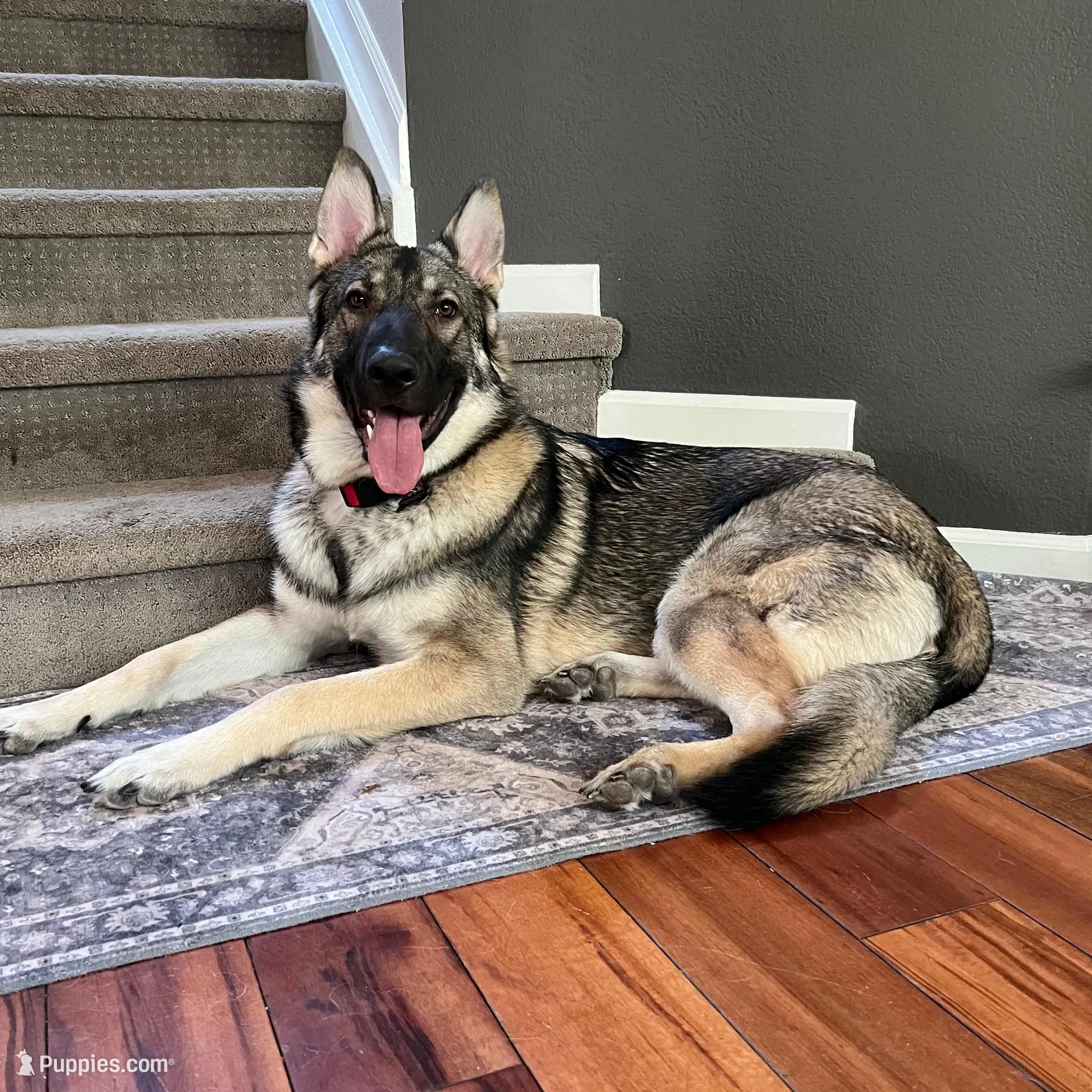 Sable Male, a male German Shepherd Dog for sale in Checotah, OK – Photo 4 of 5