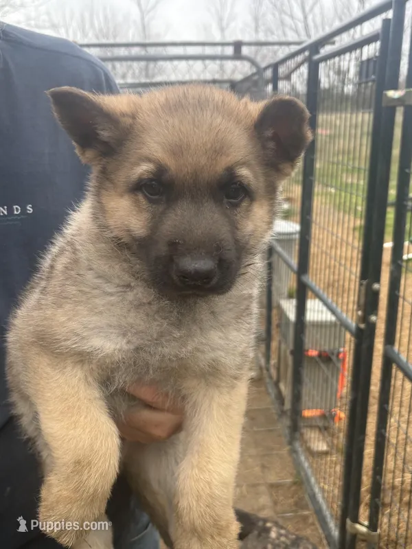 Sable Male – German Shepherd Dog puppy for sale in Checotah, OK