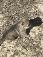 Sable Male, a male German Shepherd Dog for sale in Checotah, OK – Photo 1 of 5