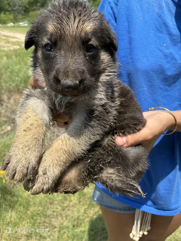 Female – German Shepherd Dog puppy for sale in Checotah, OK