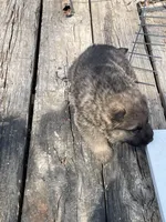 Sable Female, a female German Shepherd Dog for sale in Checotah, OK – Photo 4 of 4