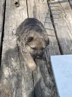 Sable Female, a female German Shepherd Dog for sale in Checotah, OK – Photo 3 of 4