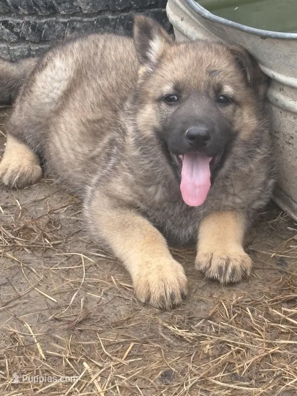 Sable Female – German Shepherd Dog puppy for sale in Checotah, OK