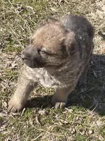 Sable Female, a female German Shepherd Dog for sale in Checotah, OK – Photo 2 of 4