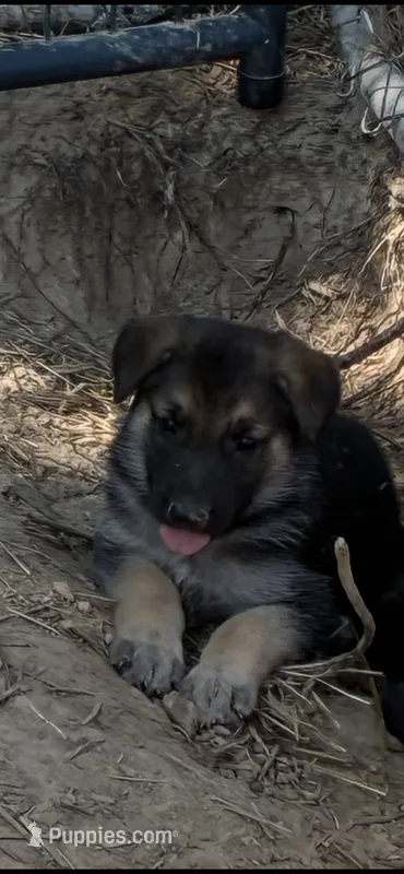 AKC Female – German Shepherd Dog puppy for sale in Checotah, OK