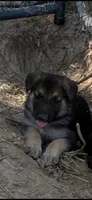 AKC Female, a female German Shepherd Dog for sale in Checotah, OK – 1 of 7