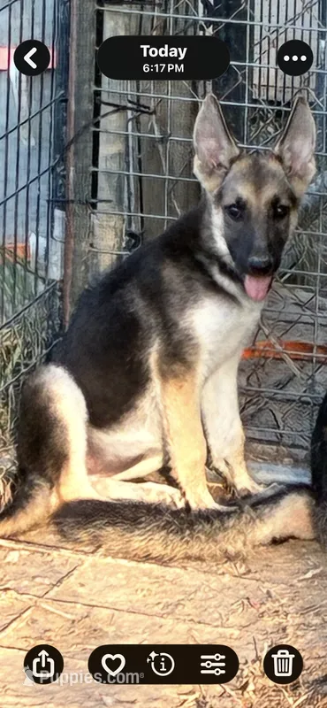 AKC Female – German Shepherd Dog puppy for sale in Checotah, OK