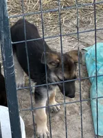 AKC Female, a female German Shepherd Dog for sale in Checotah, OK – 8 of 10