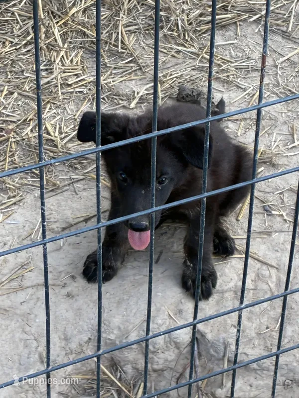 AKC Male – German Shepherd Dog puppy for sale in Checotah, OK