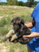 Female, a female German Shepherd Dog for sale in Checotah, OK – 2 of 2